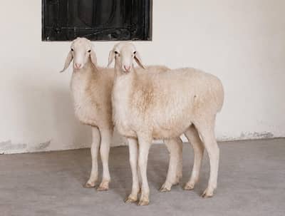 Dumba, Bakra |for Sale |Qrbani in Hurbancepura near Askari 10, LHR