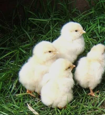 suxxes chicks for sale