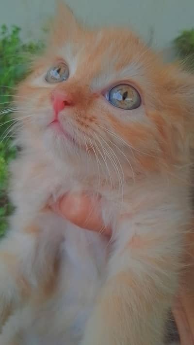 Female persian kitten