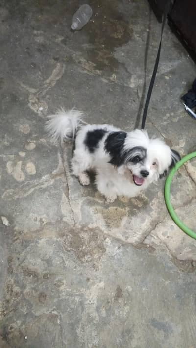 shitzu male for very friendly and active