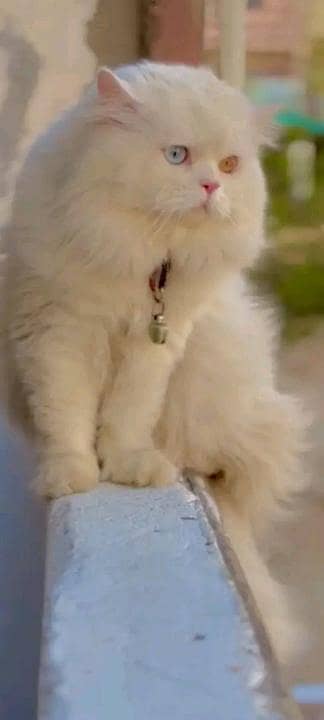 long coated furry female