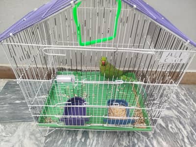 kata parrot for sale location Shimla pahari atd