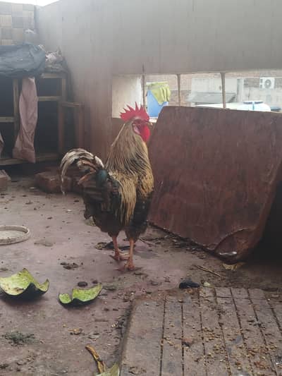 Desi  Murgah  Fresh