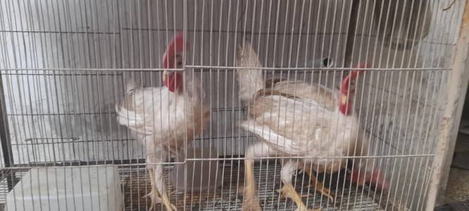 white misri 3 male