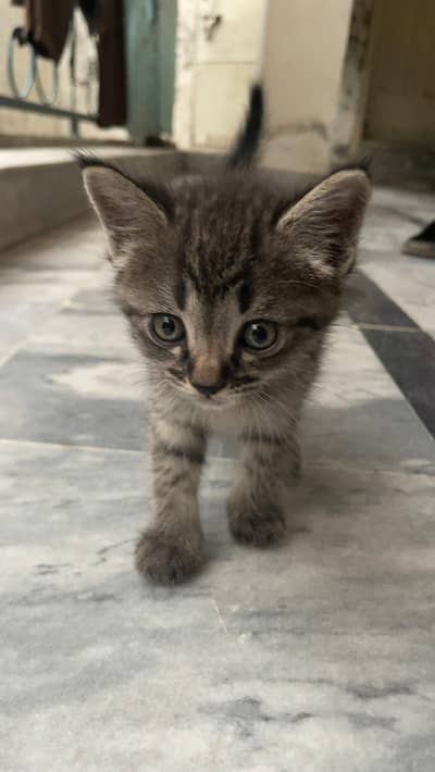 Black and White Mix colors Kitten for sale