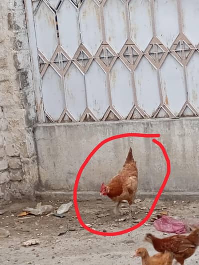 Golden misri Hen for sale