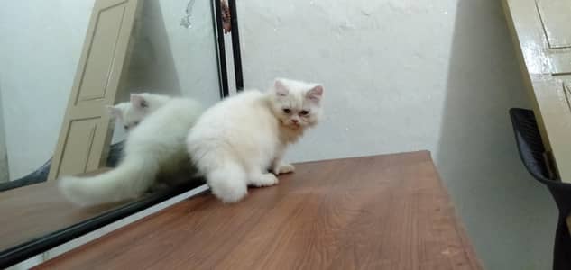 Persian Male kitten  available for sale