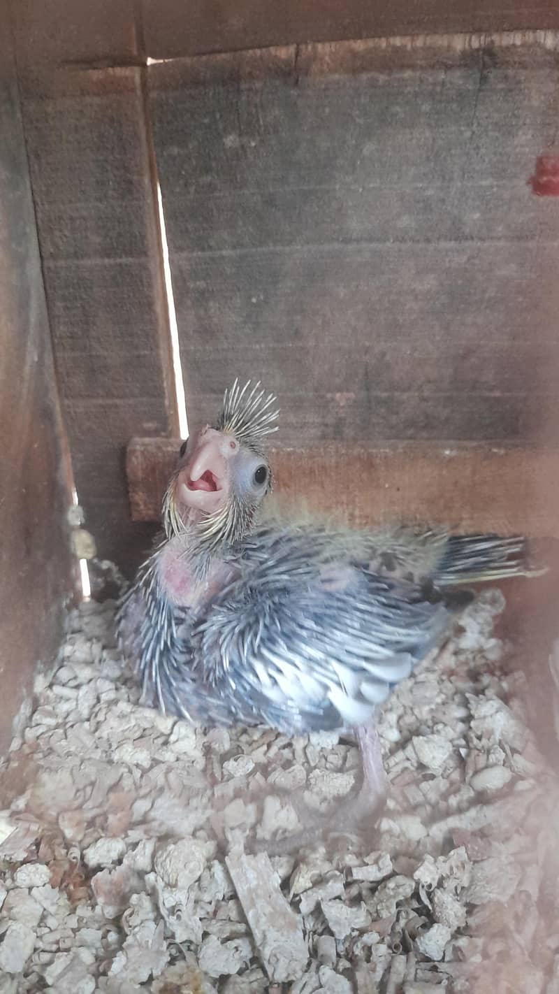 Cocktails parrots babies urgent sale 2