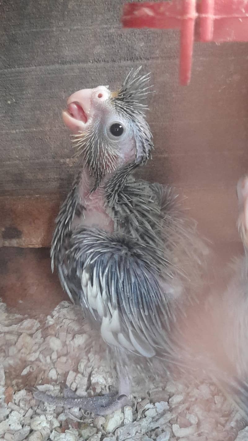 Cocktails parrots babies urgent sale 3