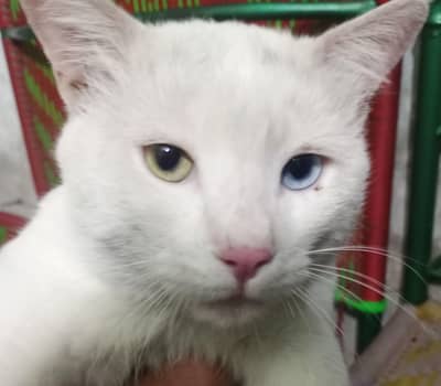 khomani male cat
