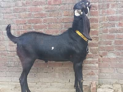 Premium Beetal male for qurbani