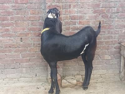 Premium Beetal male for qurbani  Price Are Negotiable
