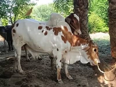 Qubani KY janwar munsaib gaoun KY for sale