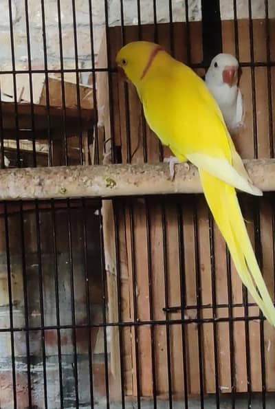 yellow ringncek breeder pair