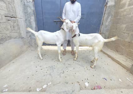 10 Blade Khassi Bakry