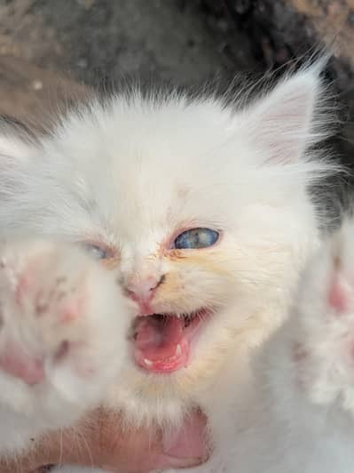 White Persian Kittens Available