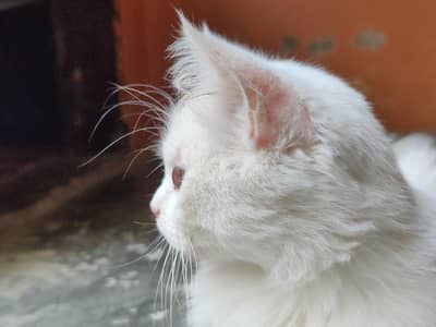 Persian Cat