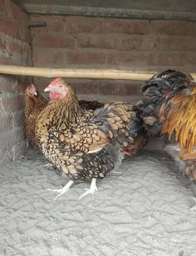 3 Female 1 male