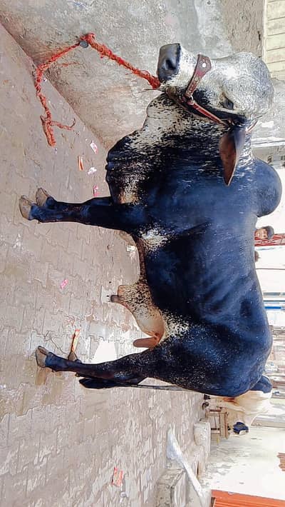 2 adad khoobsort bacrhy white wala 4 dant r balck wala 2 dant