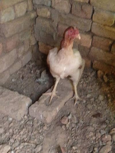 3000 دو مرغیاں