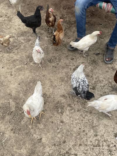 Chiken Golden Misri