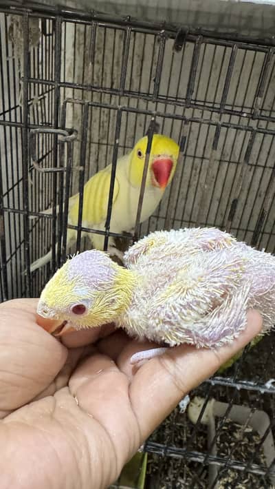 Creamino into yellow breader pair with 1 chick