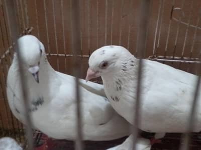 pati wla pair for sell  urgent