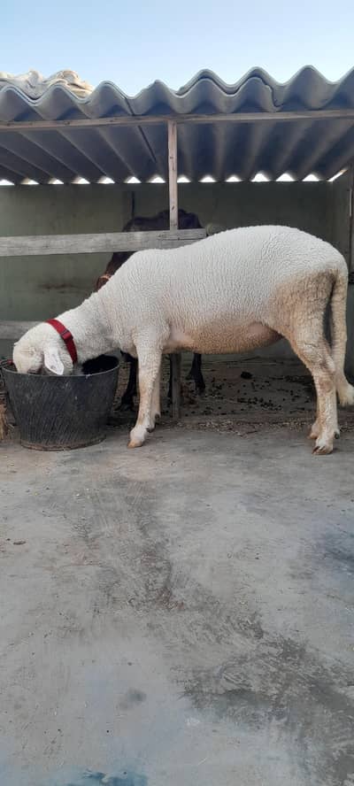 Marina sheep