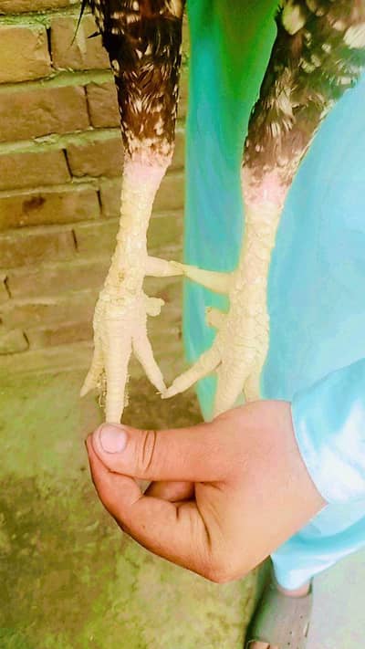 myawali aseel murga exchange posibal