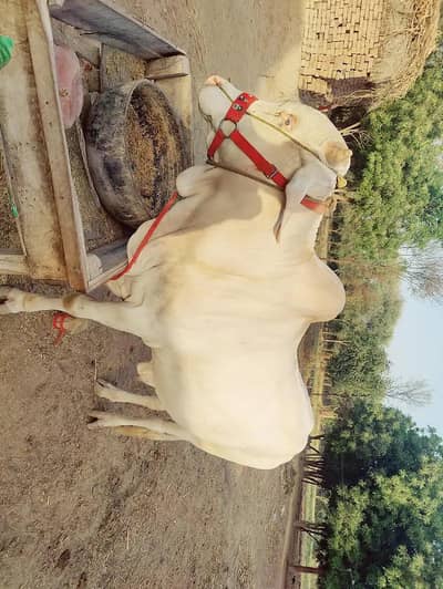 Pure Nukra for sale 2 dant 5 mun weight