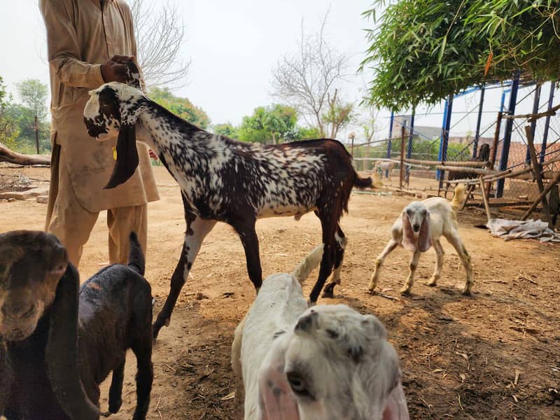 Bakra 1