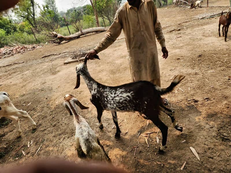 Bakra 2