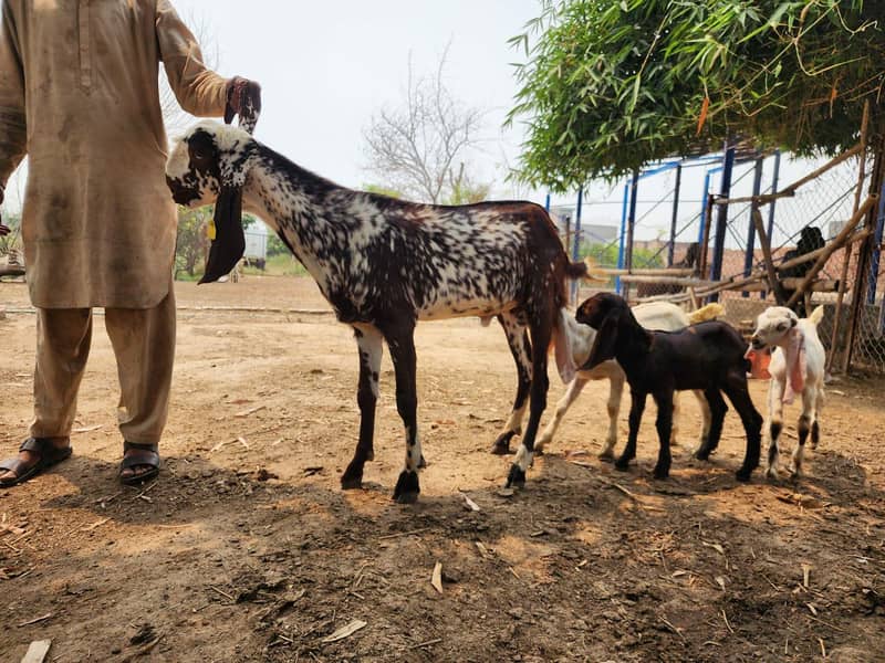 Bakra 3