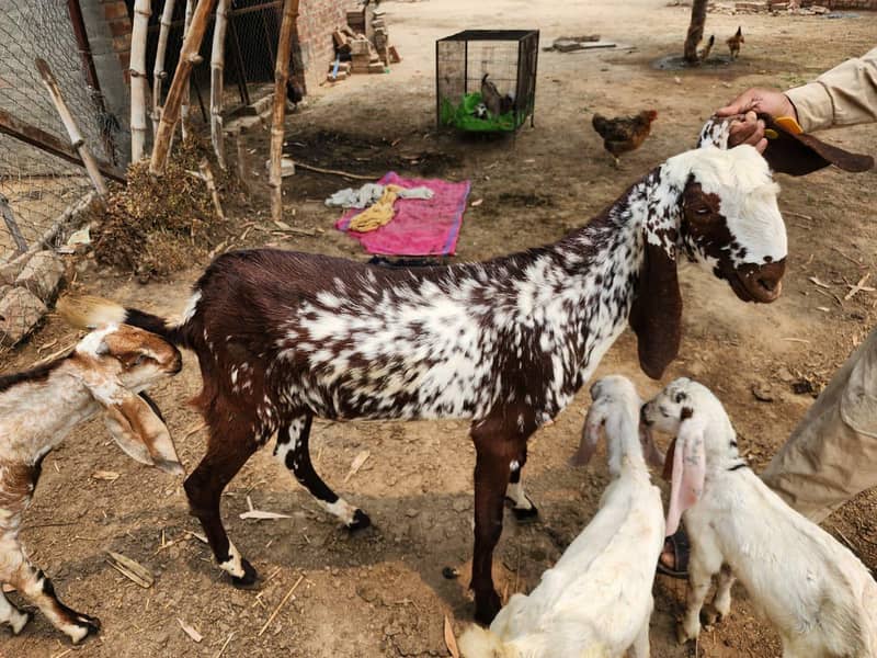 Bakra 5