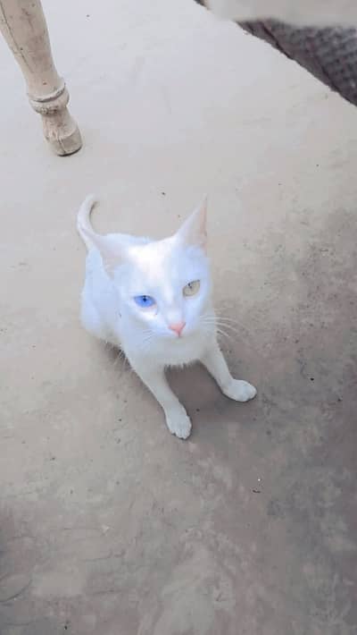 Boran. bullue