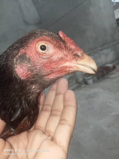 Asseel Murgi Female single