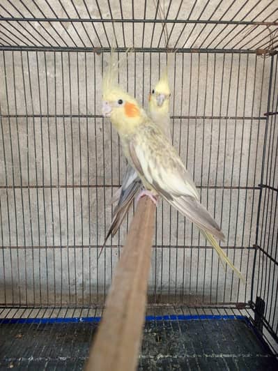 Exibition Cocktail breeder pair