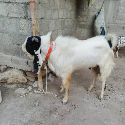 bessar gulabi
