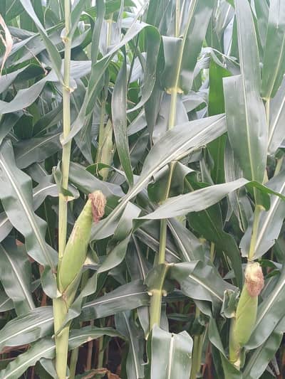 Silage for sale in kamoke