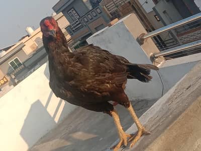 Aseel Hen