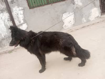 Black German shepherd