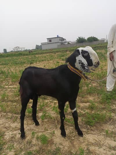 Eid k lye goat male Bakra for sale available 95k rate final near 90k