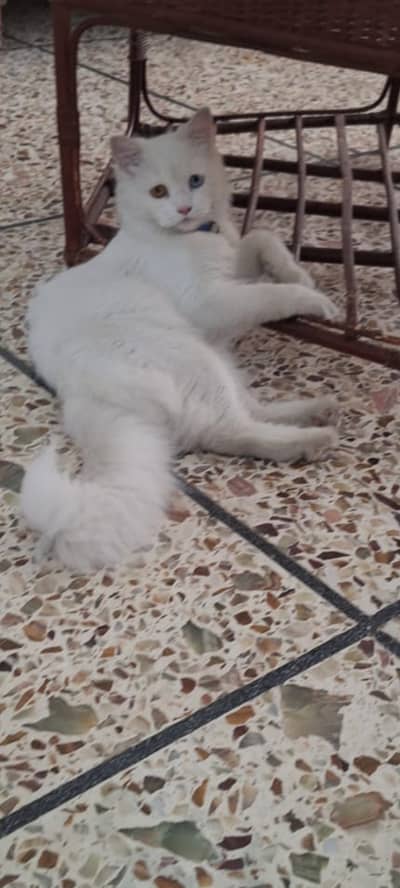 Leo turkish cat