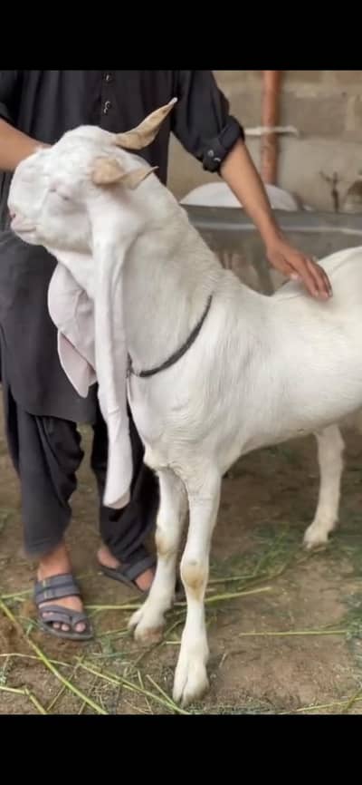 PURE GULABI FRESH 2 DANT AVAILABLE FOR QURBANI 2026