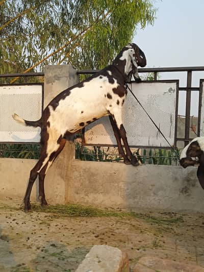 Pure dasi male goat for qurbani