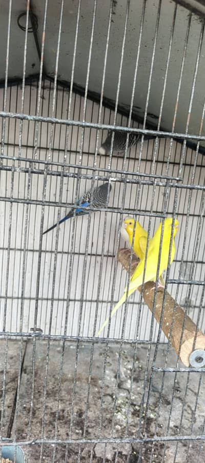 budgie breeder pair