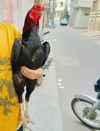 high Quality Pakoye Male Extreme Class  
