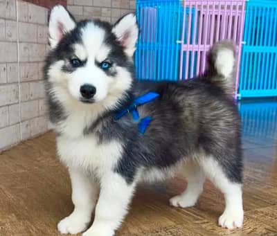 Siberian husky puppies blue eyes pure husky