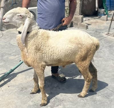 Sheep