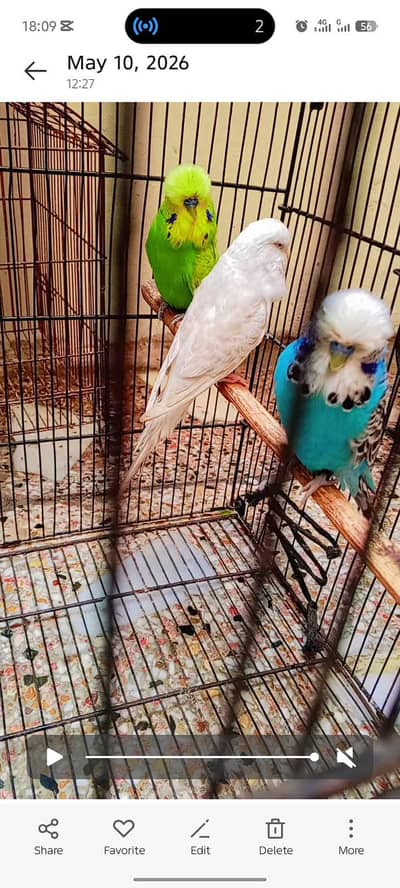 exhibition budgies